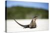 Close-Up of an Iguana on the Beach Near Staniel Cay, Exuma, Bahamas-James White-Stretched Canvas