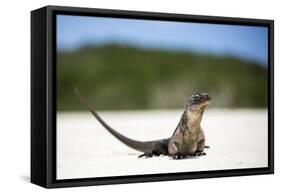 Close-Up of an Iguana on the Beach Near Staniel Cay, Exuma, Bahamas-James White-Framed Stretched Canvas