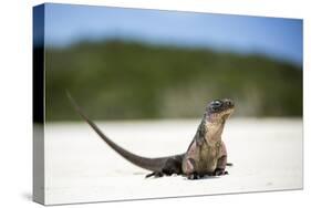 Close-Up of an Iguana on the Beach Near Staniel Cay, Exuma, Bahamas-James White-Stretched Canvas