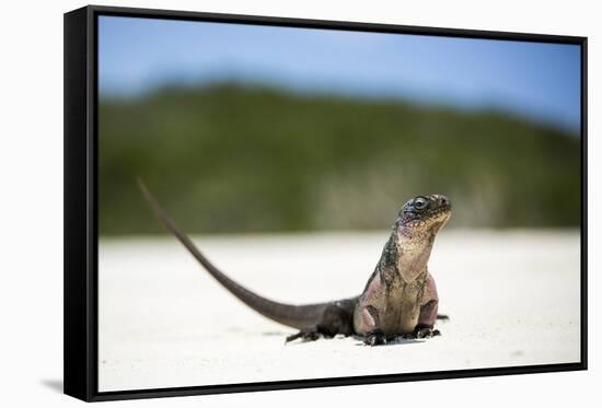 Close-Up of an Iguana on the Beach Near Staniel Cay, Exuma, Bahamas-James White-Framed Stretched Canvas