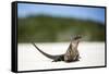 Close-Up of an Iguana on the Beach Near Staniel Cay, Exuma, Bahamas-James White-Framed Stretched Canvas