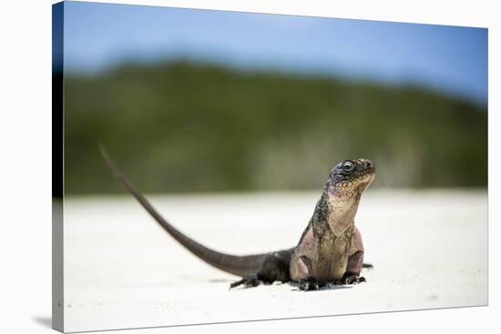 Close-Up of an Iguana on the Beach Near Staniel Cay, Exuma, Bahamas-James White-Stretched Canvas