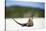 Close-Up of an Iguana on the Beach Near Staniel Cay, Exuma, Bahamas-James White-Stretched Canvas