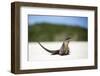 Close-Up of an Iguana on the Beach Near Staniel Cay, Exuma, Bahamas-James White-Framed Photographic Print