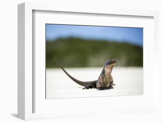 Close-Up of an Iguana on the Beach Near Staniel Cay, Exuma, Bahamas-James White-Framed Photographic Print