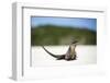 Close-Up of an Iguana on the Beach Near Staniel Cay, Exuma, Bahamas-James White-Framed Photographic Print