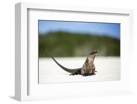 Close-Up of an Iguana on the Beach Near Staniel Cay, Exuma, Bahamas-James White-Framed Photographic Print