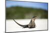 Close-Up of an Iguana on the Beach Near Staniel Cay, Exuma, Bahamas-James White-Mounted Photographic Print