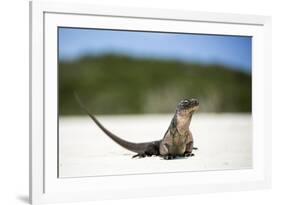 Close-Up of an Iguana on the Beach Near Staniel Cay, Exuma, Bahamas-James White-Framed Photographic Print