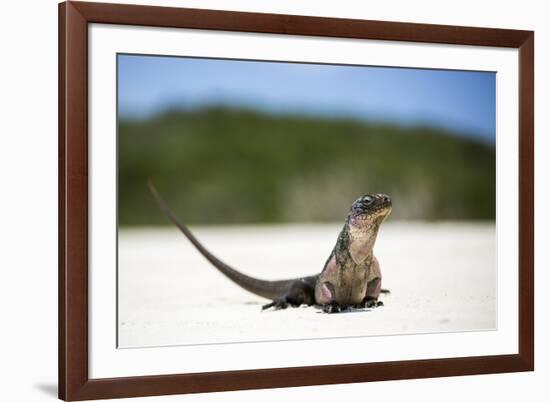 Close-Up of an Iguana on the Beach Near Staniel Cay, Exuma, Bahamas-James White-Framed Photographic Print