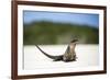 Close-Up of an Iguana on the Beach Near Staniel Cay, Exuma, Bahamas-James White-Framed Photographic Print