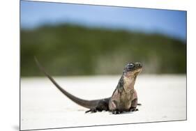 Close-Up of an Iguana on the Beach Near Staniel Cay, Exuma, Bahamas-James White-Mounted Photographic Print