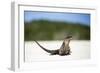 Close-Up of an Iguana on the Beach Near Staniel Cay, Exuma, Bahamas-James White-Framed Photographic Print