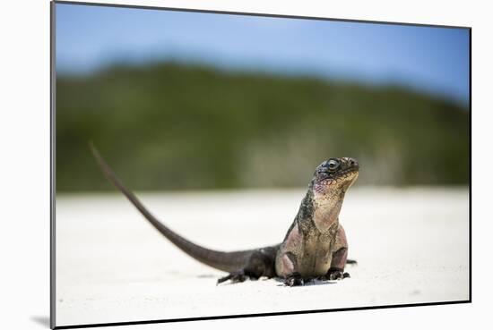 Close-Up of an Iguana on the Beach Near Staniel Cay, Exuma, Bahamas-James White-Mounted Photographic Print