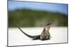 Close-Up of an Iguana on the Beach Near Staniel Cay, Exuma, Bahamas-James White-Mounted Photographic Print