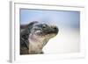 Close-Up of an Iguana on the Beach Near Staniel Cay, Exuma, Bahamas-James White-Framed Photographic Print