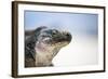 Close-Up of an Iguana on the Beach Near Staniel Cay, Exuma, Bahamas-James White-Framed Photographic Print