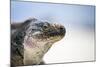 Close-Up of an Iguana on the Beach Near Staniel Cay, Exuma, Bahamas-James White-Mounted Photographic Print