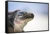 Close-Up of an Iguana on the Beach Near Staniel Cay, Exuma, Bahamas-James White-Framed Stretched Canvas