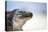 Close-Up of an Iguana on the Beach Near Staniel Cay, Exuma, Bahamas-James White-Stretched Canvas