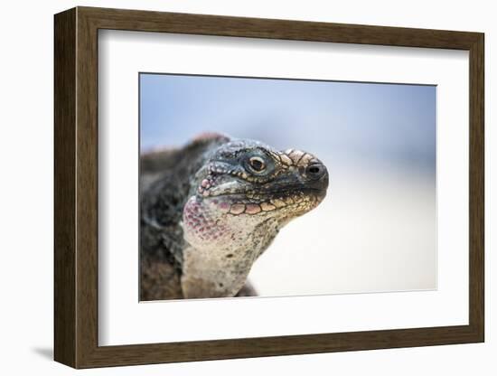 Close-Up of an Iguana on the Beach Near Staniel Cay, Exuma, Bahamas-James White-Framed Photographic Print