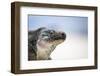 Close-Up of an Iguana on the Beach Near Staniel Cay, Exuma, Bahamas-James White-Framed Photographic Print