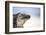 Close-Up of an Iguana on the Beach Near Staniel Cay, Exuma, Bahamas-James White-Framed Photographic Print