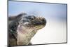 Close-Up of an Iguana on the Beach Near Staniel Cay, Exuma, Bahamas-James White-Mounted Photographic Print