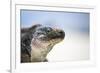 Close-Up of an Iguana on the Beach Near Staniel Cay, Exuma, Bahamas-James White-Framed Photographic Print