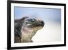 Close-Up of an Iguana on the Beach Near Staniel Cay, Exuma, Bahamas-James White-Framed Photographic Print