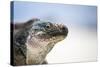 Close-Up of an Iguana on the Beach Near Staniel Cay, Exuma, Bahamas-James White-Stretched Canvas