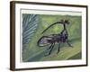 Close-Up of an Insect (Bocydium Globulare)-null-Framed Giclee Print