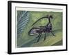 Close-Up of an Insect (Bocydium Globulare)-null-Framed Giclee Print