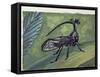 Close-Up of an Insect (Bocydium Globulare)-null-Framed Stretched Canvas