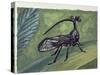 Close-Up of an Insect (Bocydium Globulare)-null-Stretched Canvas