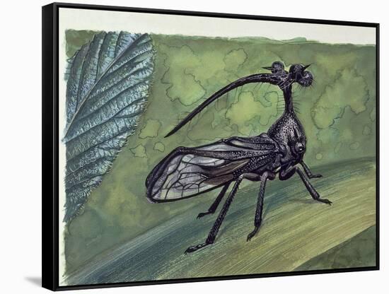 Close-Up of an Insect (Bocydium Globulare)-null-Framed Stretched Canvas