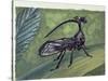 Close-Up of an Insect (Bocydium Globulare)-null-Stretched Canvas