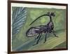 Close-Up of an Insect (Bocydium Globulare)-null-Framed Giclee Print