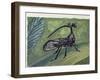 Close-Up of an Insect (Bocydium Globulare)-null-Framed Giclee Print