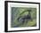 Close-Up of an Insect (Bocydium Globulare)-null-Framed Giclee Print