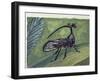 Close-Up of an Insect (Bocydium Globulare)-null-Framed Giclee Print