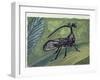 Close-Up of an Insect (Bocydium Globulare)-null-Framed Giclee Print