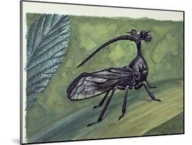 Close-Up of an Insect (Bocydium Globulare)-null-Mounted Giclee Print