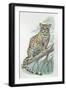 Close-Up of an Ocelot Sitting on the Branch of a Tree (Felis Pardalis)-null-Framed Giclee Print