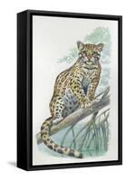 Close-Up of an Ocelot Sitting on the Branch of a Tree (Felis Pardalis)-null-Framed Stretched Canvas
