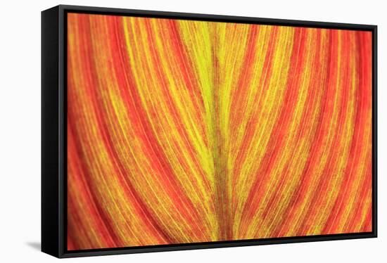 Close-up of an orange and yellow tropical leaf.-Stuart Westmorland-Framed Stretched Canvas