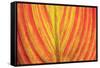 Close-up of an orange and yellow tropical leaf.-Stuart Westmorland-Framed Stretched Canvas