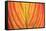 Close-up of an orange and yellow tropical leaf.-Stuart Westmorland-Framed Stretched Canvas