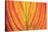 Close-up of an orange and yellow tropical leaf.-Stuart Westmorland-Stretched Canvas