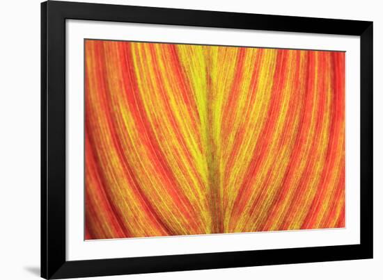 Close-up of an orange and yellow tropical leaf.-Stuart Westmorland-Framed Photographic Print